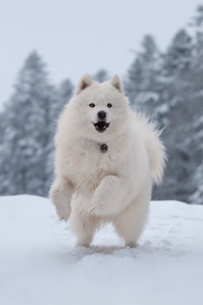 Publication : Anne-Laure Liniger