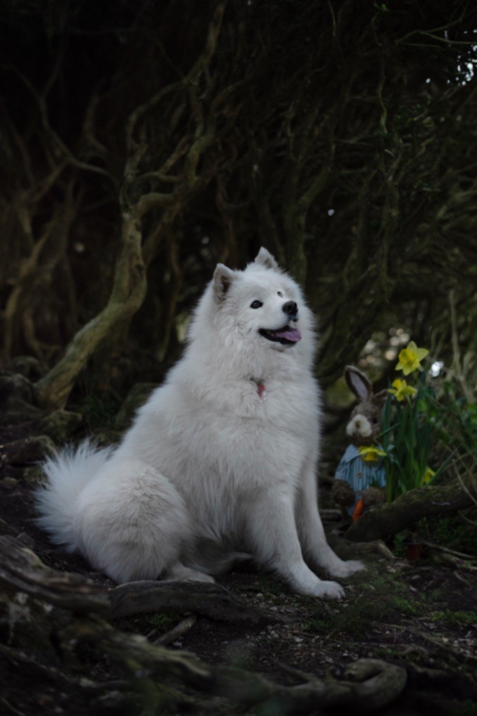 Publication : Anne-Laure Liniger