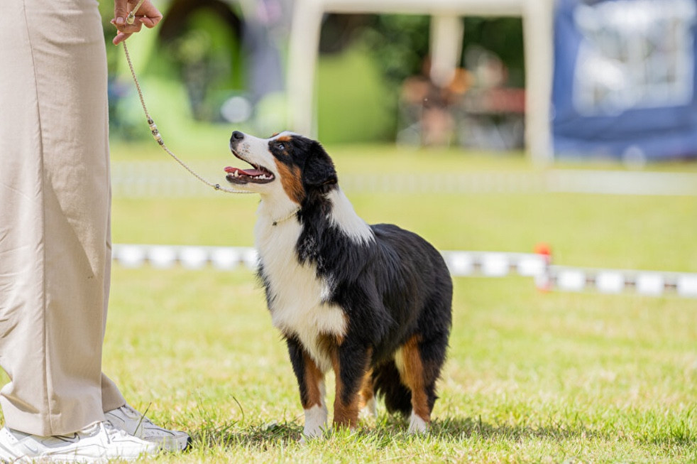 Un jeune homme chantait Des Montagnes Argentées