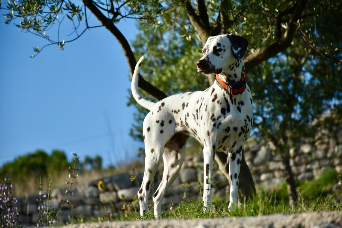 Terceira trésor Des Quatre Korrigans