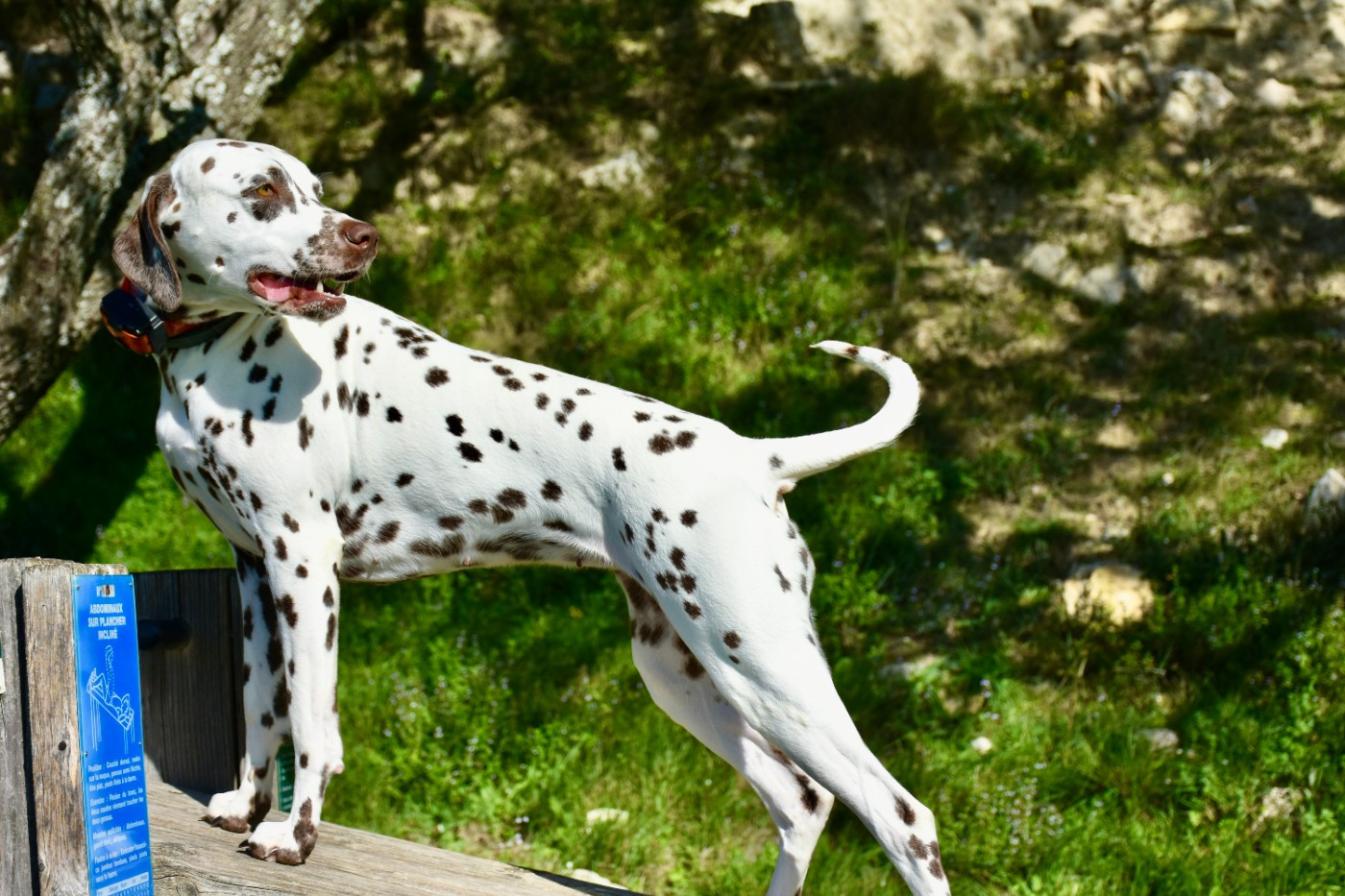 Terceira trésor Des Quatre Korrigans