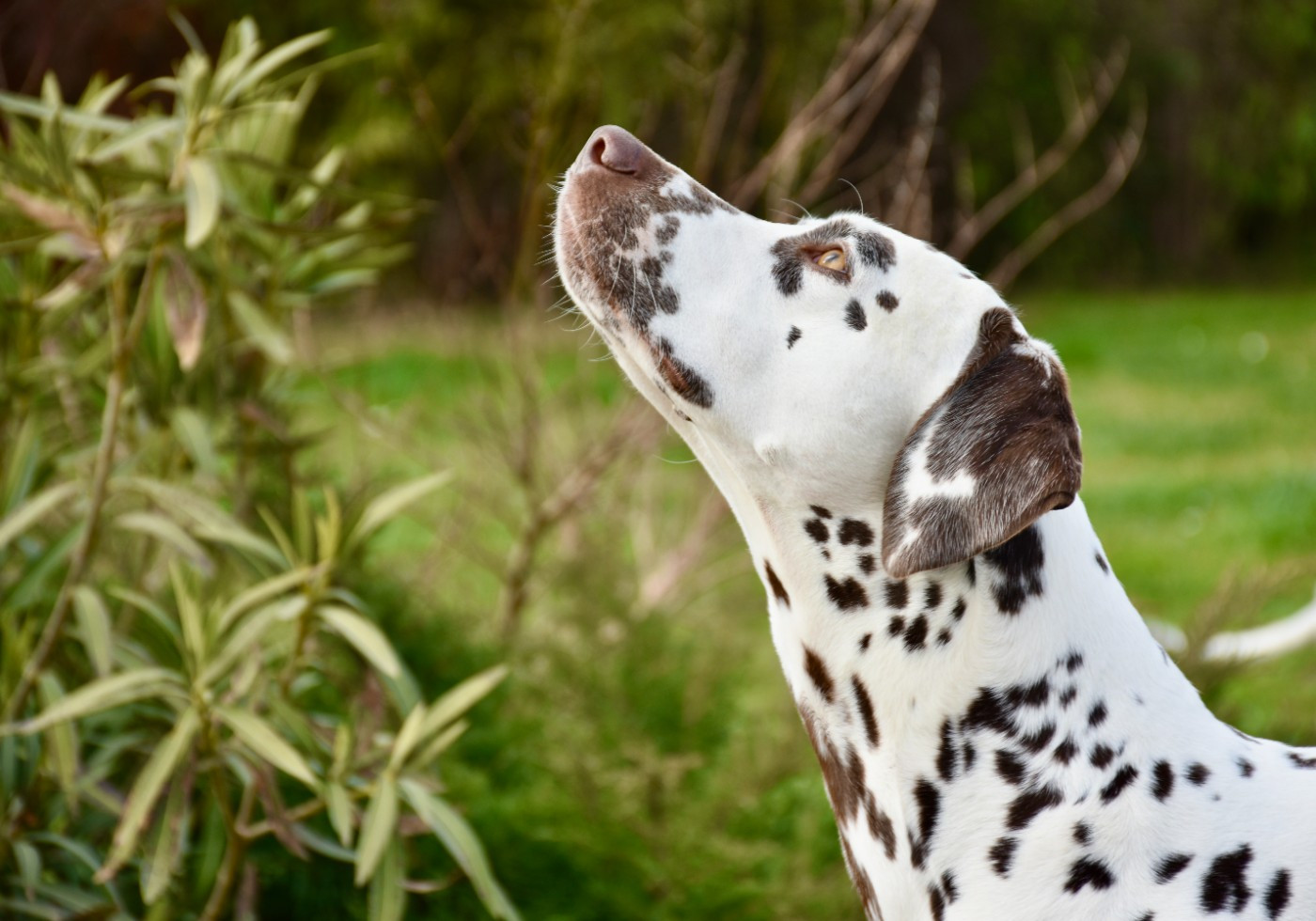 Terceira trésor Des Quatre Korrigans