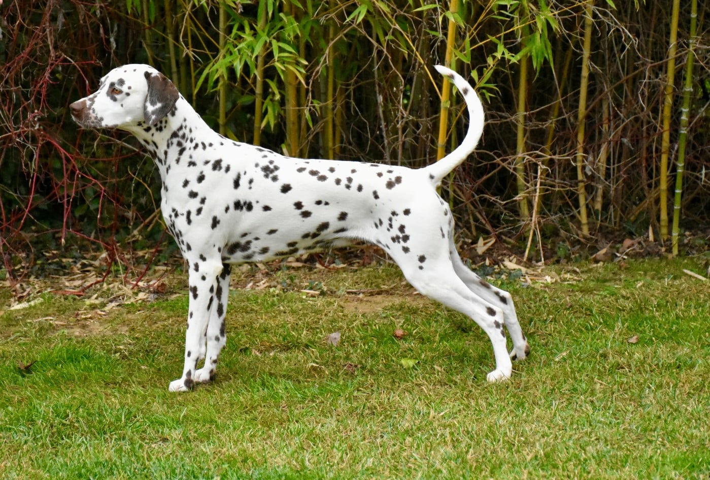 Terceira trésor des 4 Korrigans Des Quatre Korrigans