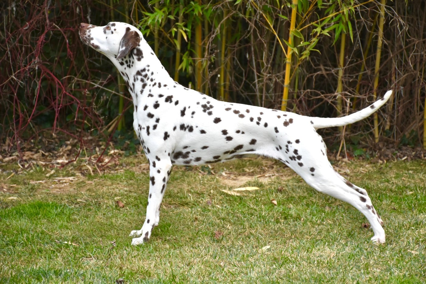 Terceira trésor des 4 Korrigans Des Quatre Korrigans