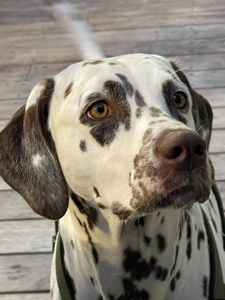 Terceira trésor Des Quatre Korrigans