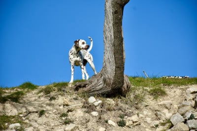 Sainte Victoire De Tara