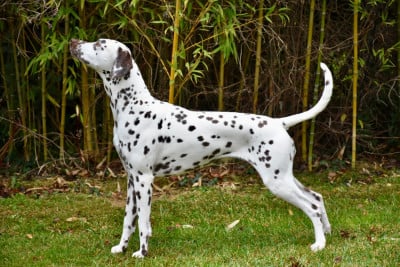 Sainte Victoire De Tara