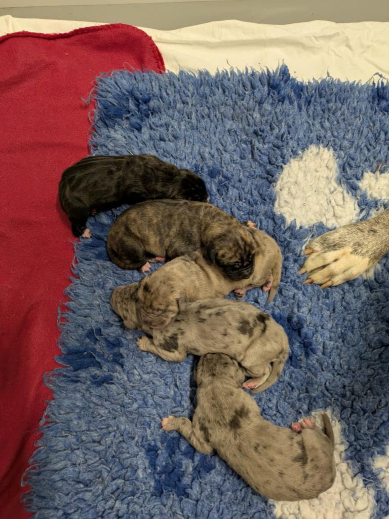 Chiot  Dogue allemand