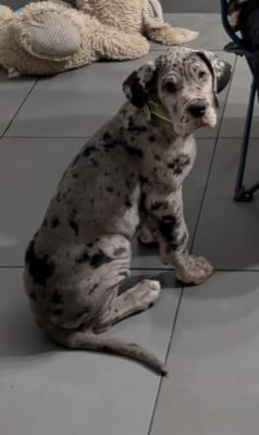 Les chiots de Dogue allemand