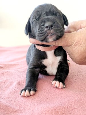 Collier rose - Dogue allemand