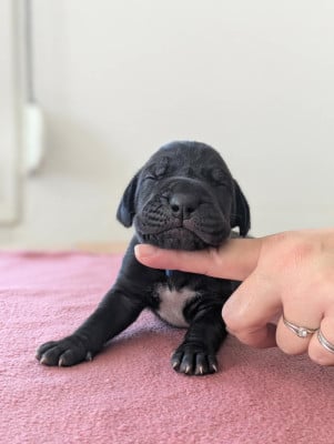 Collier bleu - Dogue allemand