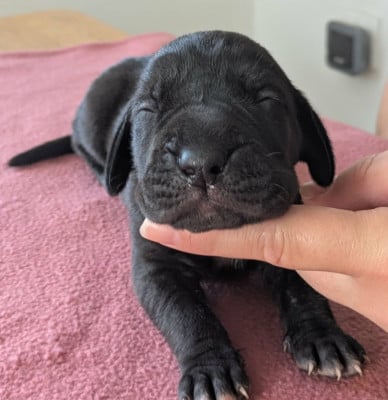 Mâle sans collier - Dogue allemand