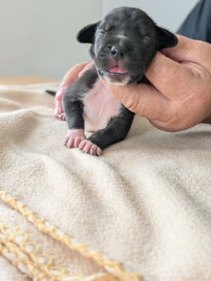 Dogue allemand