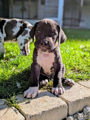 Les chiots de Dogue allemand