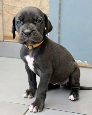 Les chiots de Dogue allemand