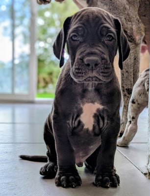 Les chiots de Dogue allemand