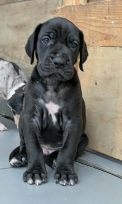 Les chiots de Dogue allemand