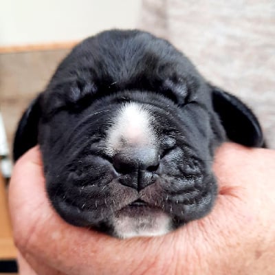 Les chiots de Dogue allemand