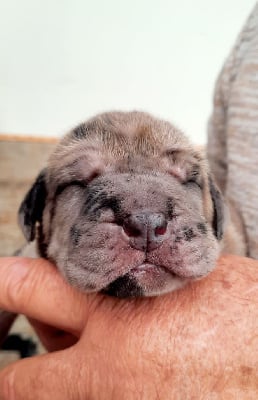 Les chiots de Dogue allemand