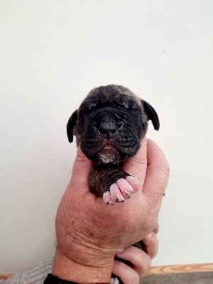 Les chiots de Dogue allemand