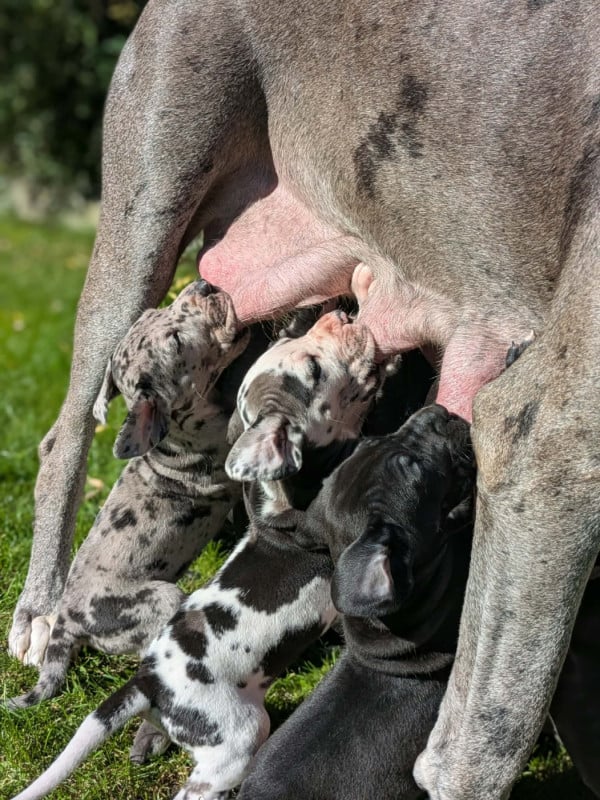 Dogue allemand - Domaine De La Mulardière