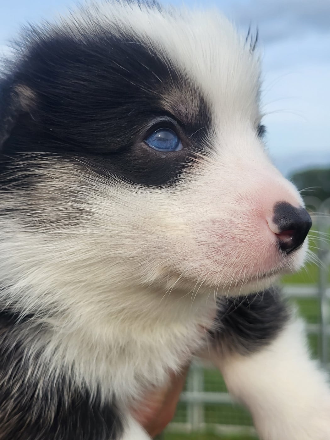 Benito