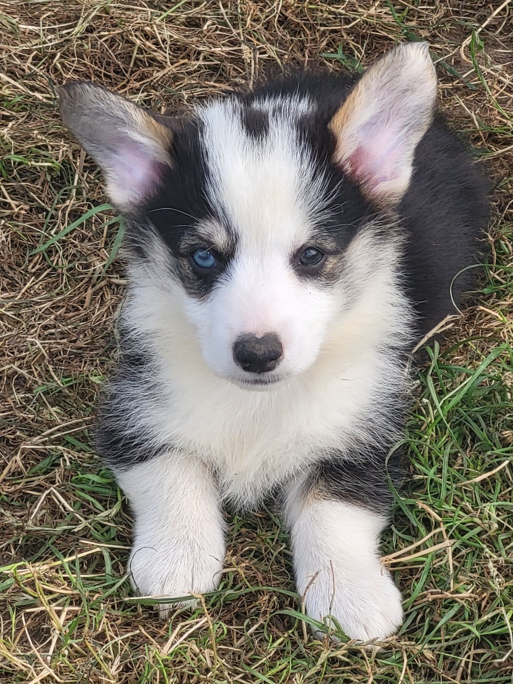 Benito