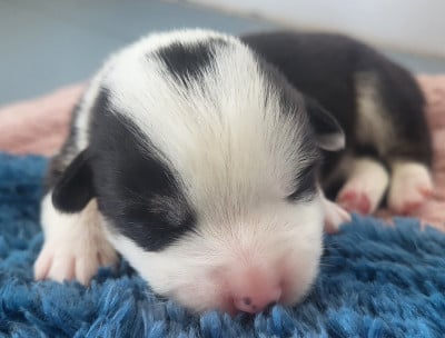 Les chiots de Welsh Corgi Pembroke