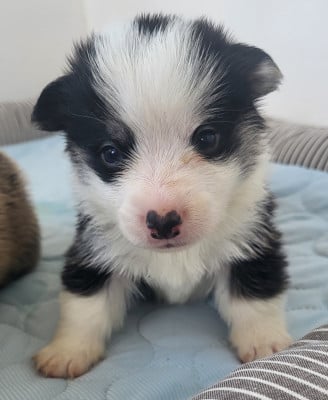 Les chiots de Welsh Corgi Pembroke