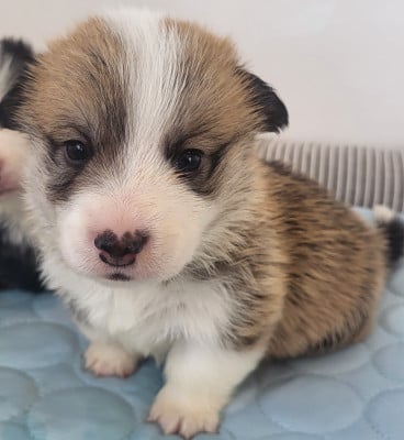 Les chiots de Welsh Corgi Pembroke