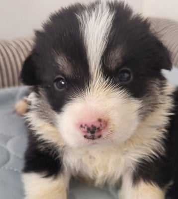 Les chiots de Welsh Corgi Pembroke