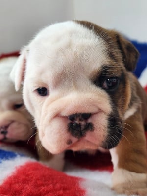 Les chiots de Bulldog Anglais