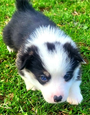 Les chiots de Welsh Corgi Pembroke
