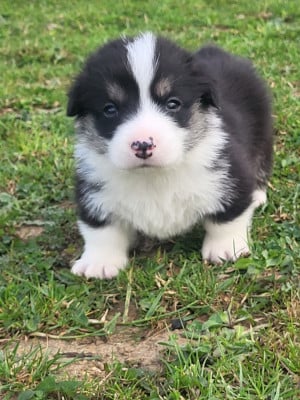 Les chiots de Welsh Corgi Pembroke