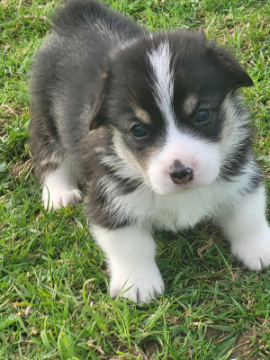 Les chiots de Welsh Corgi Pembroke