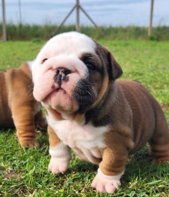 Les chiots de Bulldog Anglais