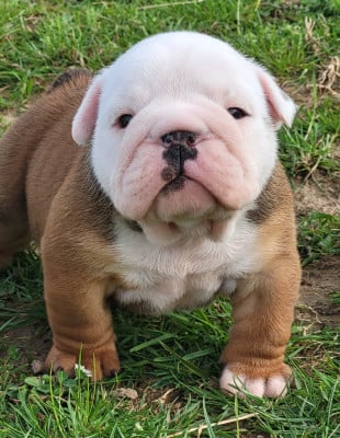 Les chiots de Bulldog Anglais