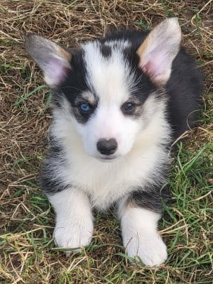 Les chiots de Welsh Corgi Pembroke
