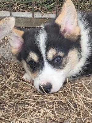 Les chiots de Welsh Corgi Pembroke