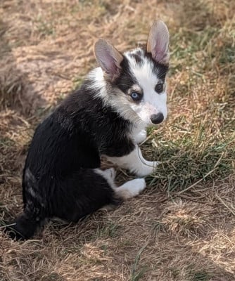 Les chiots de Welsh Corgi Pembroke