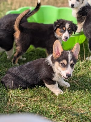 Les chiots de Welsh Corgi Pembroke