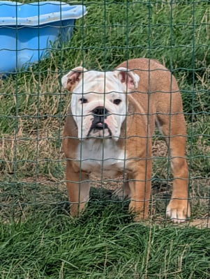 Les chiots de Bulldog Anglais