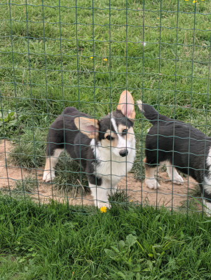 Les chiots de Welsh Corgi Pembroke