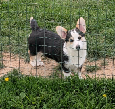 Les chiots de Welsh Corgi Pembroke