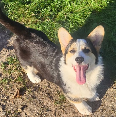 Les chiots de Welsh Corgi Pembroke
