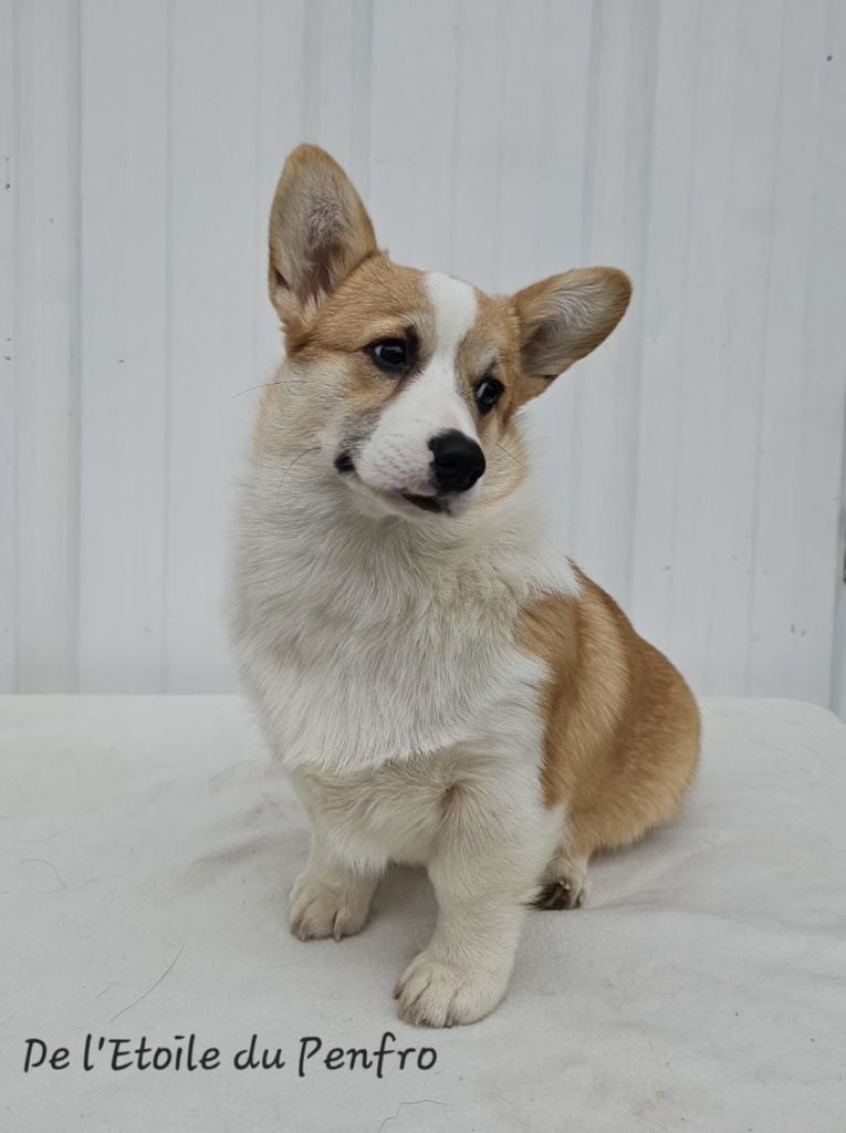 Ace coco gauff du Domaine D'Arinella Bianca