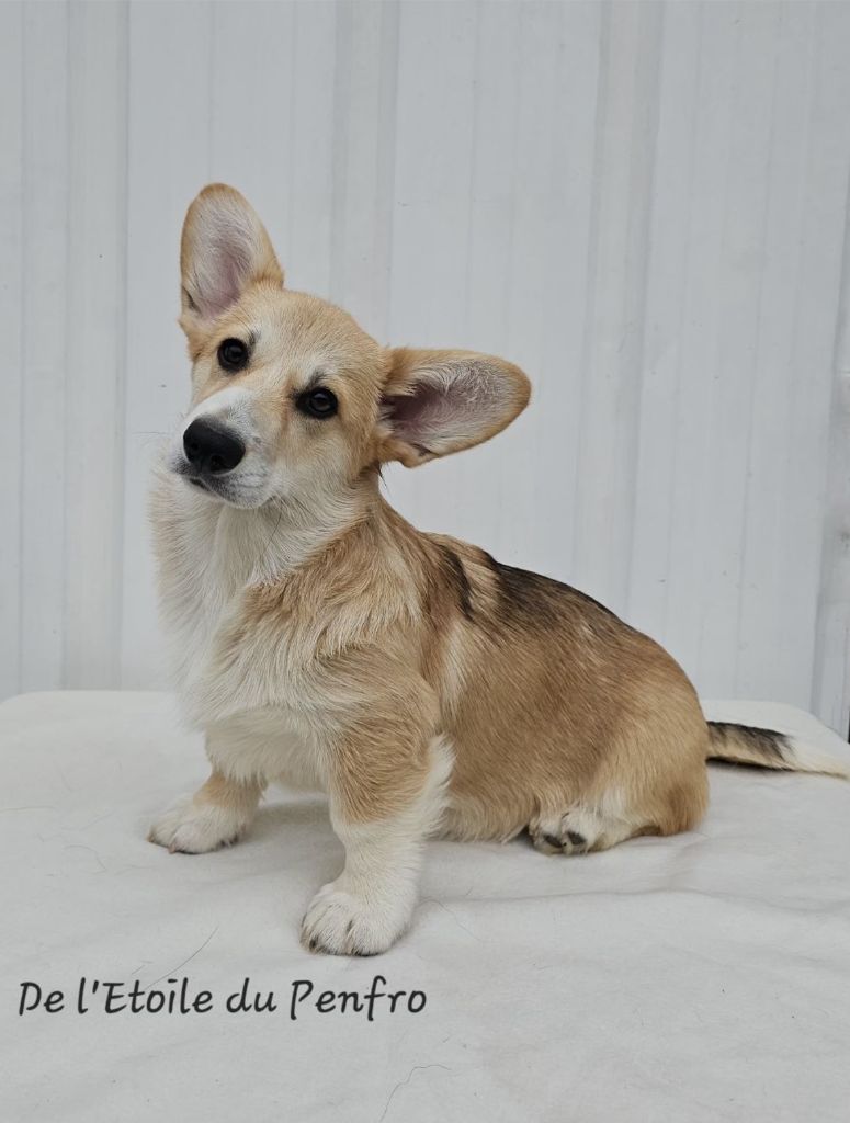 Asteria inthe sky Des Gazons D'Ile De France