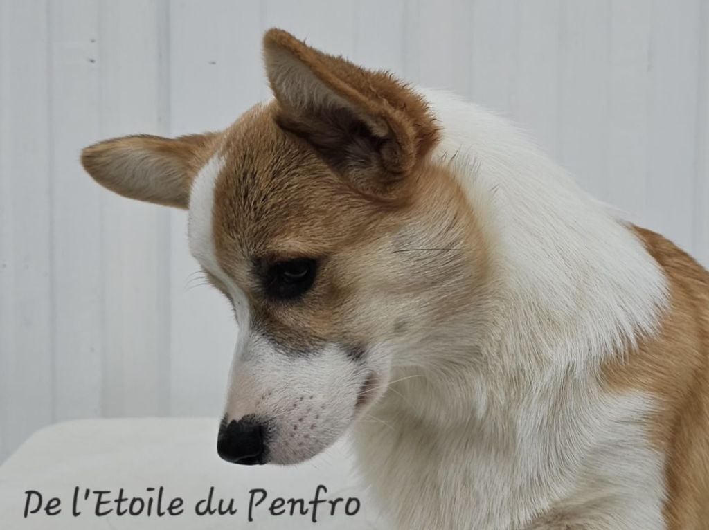 Ace coco gauff du Domaine D'Arinella Bianca