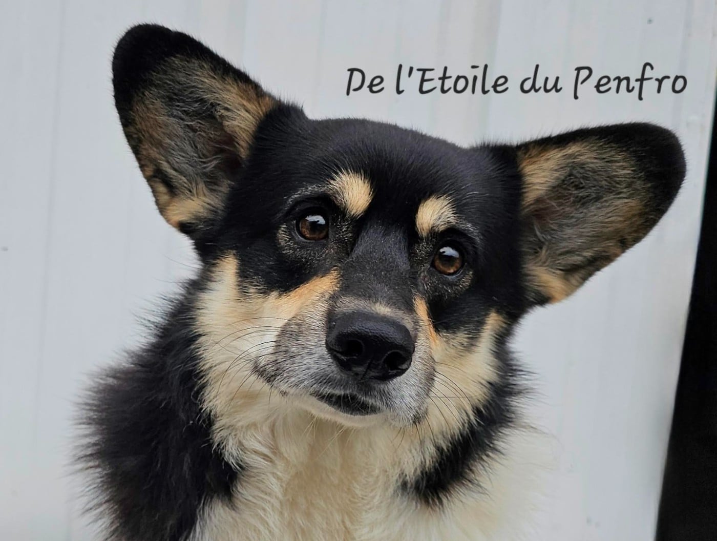 Choco pie plyushevyi volk