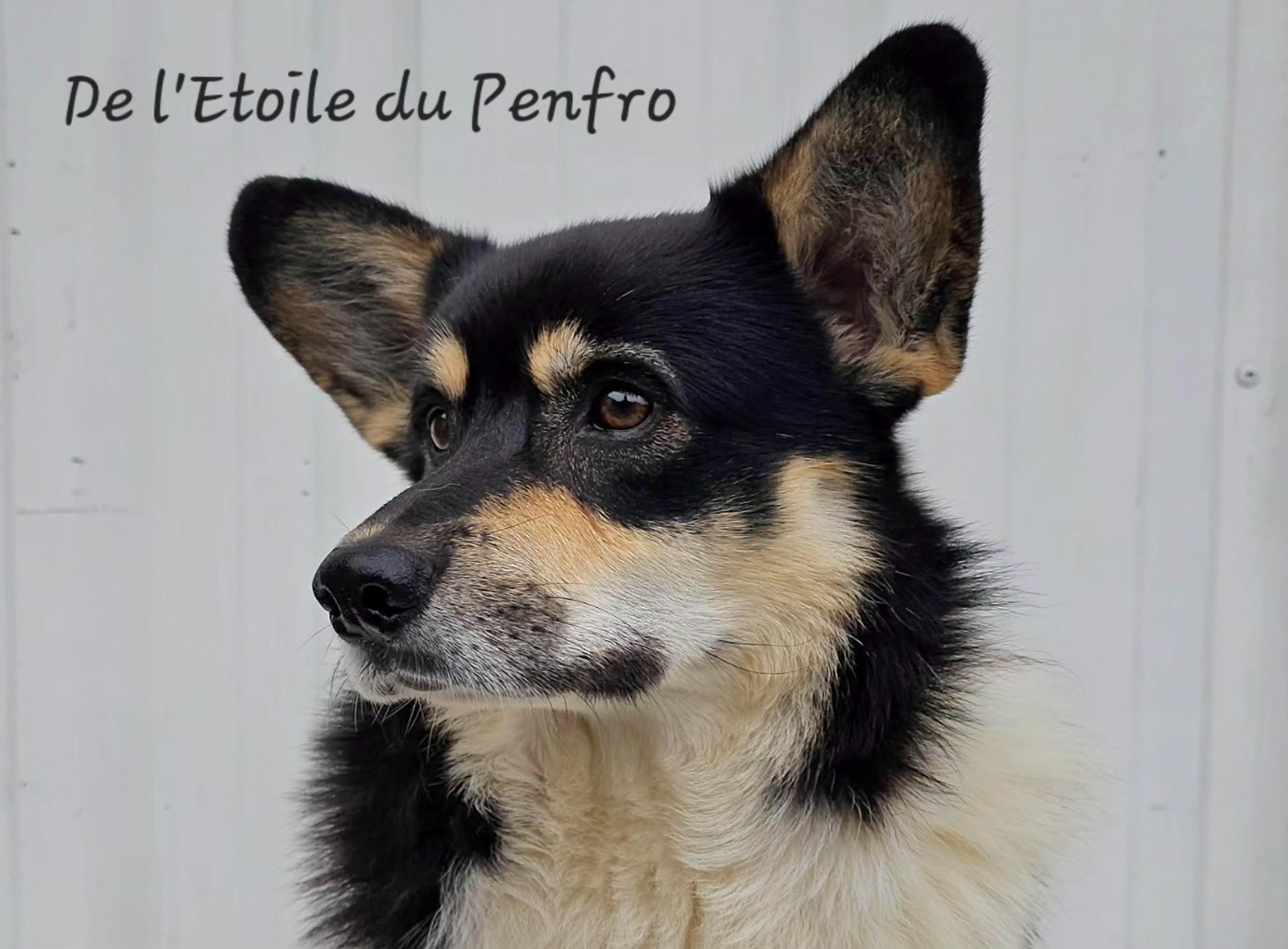 Choco pie plyushevyi volk